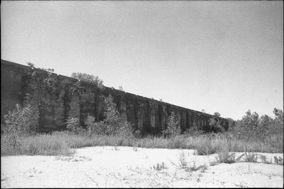 A black-and-white photo of a wall covered in plants.